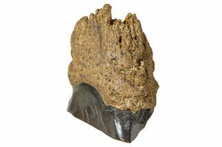 Fossil Triceratops Shed Tooth - Wyoming #376649