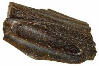 Fossil Hadrosaur (Edmontosaurus) Tooth - Wyoming #376661