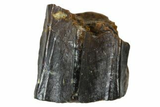 Fossil Hadrosaur (Edmontosaurus) Shed Tooth - Wyoming #376665