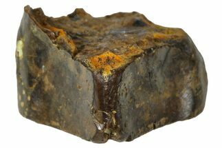 Fossil Hadrosaur (Edmontosaurus) Shed Tooth - Wyoming #376666