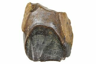 Fossil Triceratops Shed Tooth - Wyoming #376853
