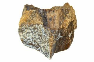 Fossil Triceratops Shed Tooth - Wyoming #376867