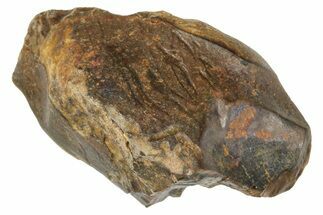 Fossil Triceratops Partial Tooth - Montana #376873