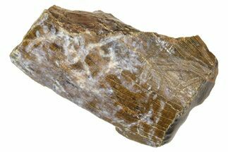 Fossil Dinosaur (Tyrannosaurus rex) Tooth Fragment - Montana #376881