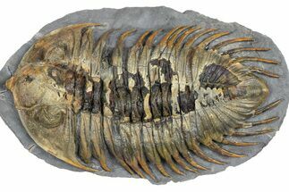 Rare Treveropyge Trilobite - Exceptional Specimen #376903