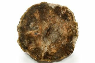 Polished Petrified Wood (Araucaria) Round - Madagascar #376814