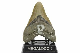 Fossil Megalodon Tooth - North Carolina #376901