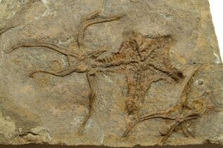 Echinoderm Fossils For Sale