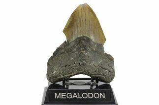 Bargain, Fossil Megalodon Tooth - North Carolina #376929