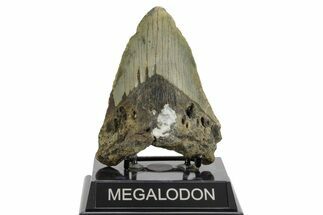 Bargain, Fossil Megalodon Tooth - North Carolina #376932