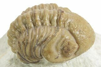 Kainops Trilobite - Black Cat Mountain, Oklahoma #376948