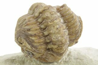 Enrolled Kainops Trilobite - Black Cat Mountain, Oklahoma #376953