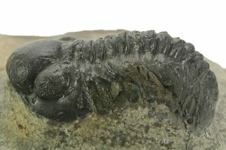 Detailed Reedops Trilobite - Atchana, Morocco #376976