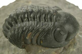 Detailed Reedops Trilobite - Atchana, Morocco #376982
