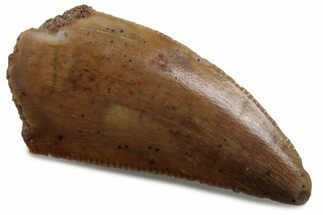 Serrated Raptor Tooth - Real Dinosaur Tooth #376379