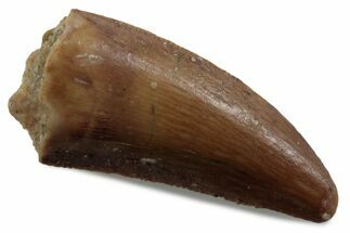 Serrated Raptor Tooth - Real Dinosaur Tooth #376381