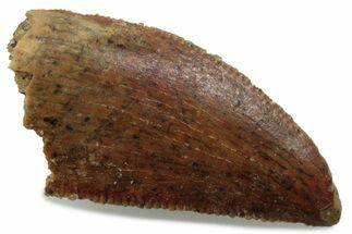 Serrated Raptor Tooth - Real Dinosaur Tooth #376397