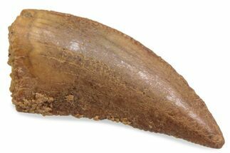 Serrated Raptor Tooth - Real Dinosaur Tooth #376414
