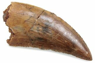 Serrated Raptor Tooth - Real Dinosaur Tooth #376432