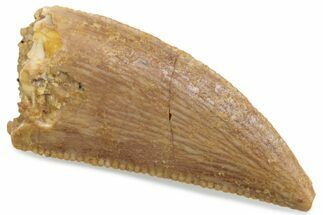 Serrated Raptor Tooth - Real Dinosaur Tooth #376444