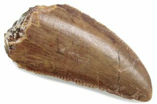 Serrated Raptor Tooth - Real Dinosaur Tooth #376457