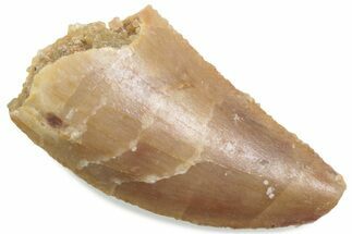 Serrated Raptor Tooth - Real Dinosaur Tooth #376503