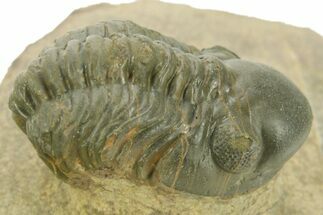 Curled Reedops Trilobite - Atchana, Morocco #377001