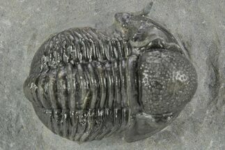 Detailed Gerastos Trilobite Fossil - Morocco #377241