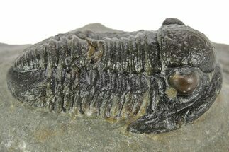 Detailed Gerastos Trilobite Fossil - Morocco #377246