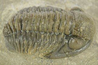 Detailed Gerastos Trilobite Fossil - Morocco #377258