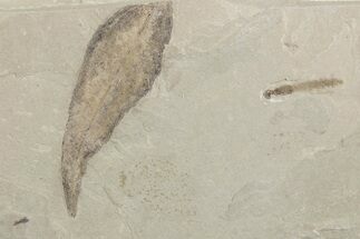 Fossil Cedrelospermum Leaf with Crane Fly - Utah #377065