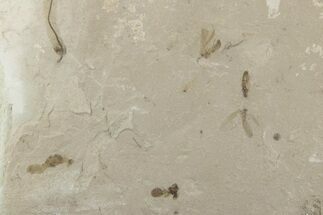 Fossil Insect (Flies and Ant) Plate - Utah #377093