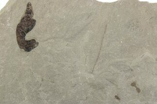 Fossil Balloon Vine (Cardiospermum) Leaf with Ant - Utah #377108