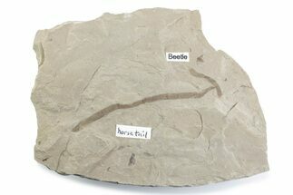 Fossil Beetle and Horsetail Plate - Green River Formation, Utah #377173