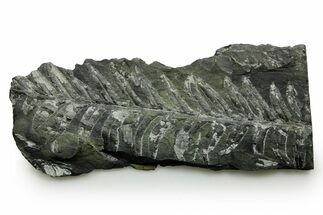 Fossil Seed Fern (Alethopteris) Plate - Pennsylvania #377479