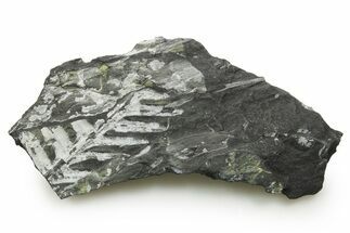 Fossil Seed Fern (Alethopteris) Plate - Pennsylvania #377488