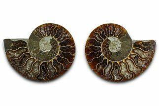 Cut & Polished Ammonite Fossil - Madagascar #377523
