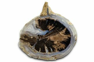 Petrified Wood (Schinoxylon) End-Cut - Blue Forest, Wyoming #377525
