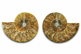 Cut & Polished Ammonite Fossil - Madagascar #377528