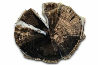 Petrified Wood (Schinoxylon) Round - Blue Forest, Wyoming #377535