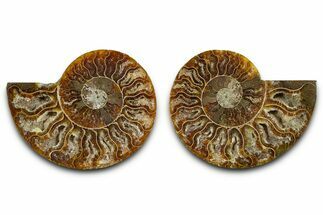Cut & Polished Ammonite Fossil - Madagascar #377537