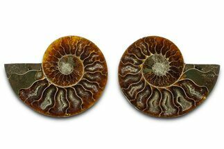 Cut & Polished Ammonite Fossil - Madagascar #377538