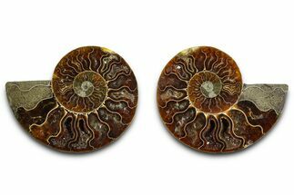 Cut & Polished Ammonite Fossil - Madagascar #377540
