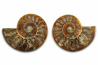 Cut & Polished Ammonite Fossil - Madagascar #377541