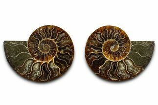 Cut & Polished Ammonite Fossil - Madagascar #377544