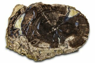 Petrified Wood (Schinoxylon) Round - Blue Forest, Wyoming #377561