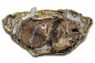 Petrified Wood (Schinoxylon) Round - Blue Forest, Wyoming #377566
