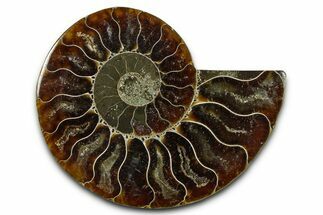 Cut & Polished Ammonite Fossil (Half) - Madagascar #377597