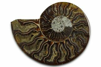 Cut & Polished Ammonite Fossil (Half) - Madagascar #377605