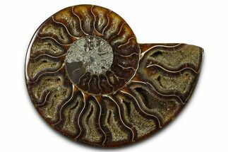 Cut & Polished Ammonite Fossil (Half) - Madagascar #377606
